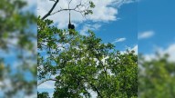 Florida Boater Notices Something Strange In A Mangrove Tree And What He Rescued Changed Everything