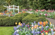 The 10 best flower bulbs to plant now for a stunning garden show next spring