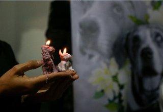 Imputan a hombres por matar a varillazos, tiros y puñaladas a animales