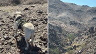 Hallan Restos Humanos en Sierra Cucapá de Mexicali con Apoyo de Perro Rastreador