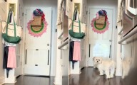Hidden Camera Shows What Dogs Do When She Leaves