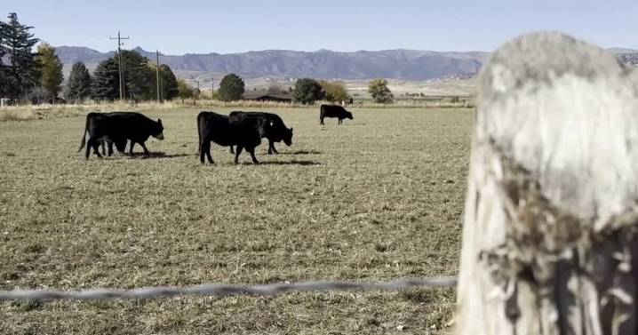 Rising prices, imported beef has Utah ranchers fearing for future