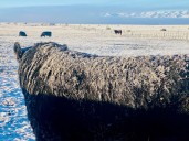 Decisión clave. Chile le restituyó un estatus sanitario a la Patagonia y retomará importaciones de productos cárnicos