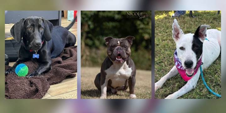 Henderson Humane Society announces reduced adoption fees for limited time