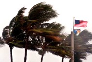Ask a real estate pro: Who pays for damage from palm tree root?