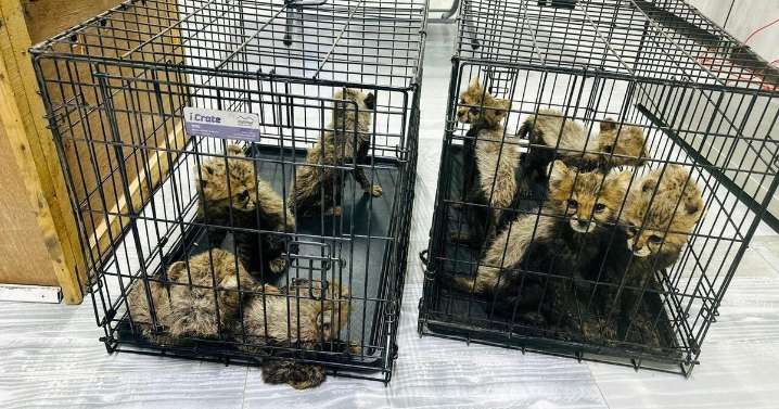 Cheetah cubs rescued from illegal trade in "one of the largest confiscations" of the endangered species, conservationist says