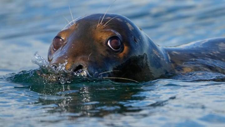 Republicans try to weaken 1972 law protecting whales, seals, and polar bears
