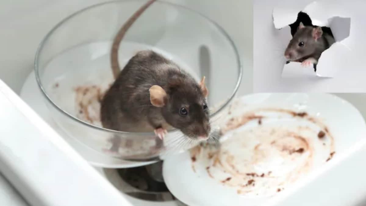 Say Goodbye To Rats! This Simple Kitchen Trick Keeps Your Home Rodent