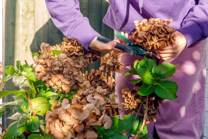 Why You Should Never Prune Hydrangeas in Fall