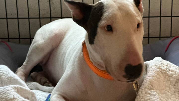 Charges dropped against man accused of leaving dog tied up