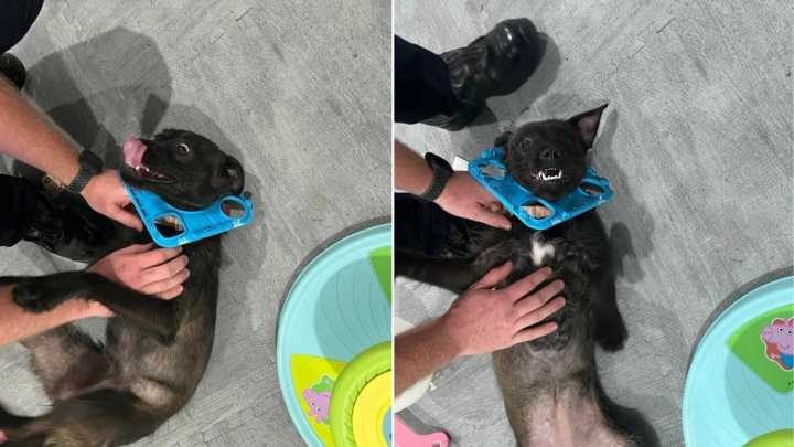 Dog’s Toy Mishap Leads To Sweet Rescue By Virginia Firefighters With Big Hearts