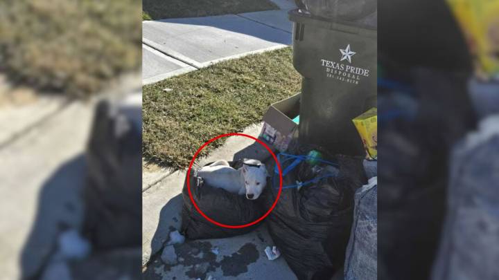 Woman In Texas Returns Home From Work And Encounters A Shocking Surprise By Her Trash Can
