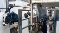 Air, water pollution linked to huge factory farms in Wisconsin, study finds