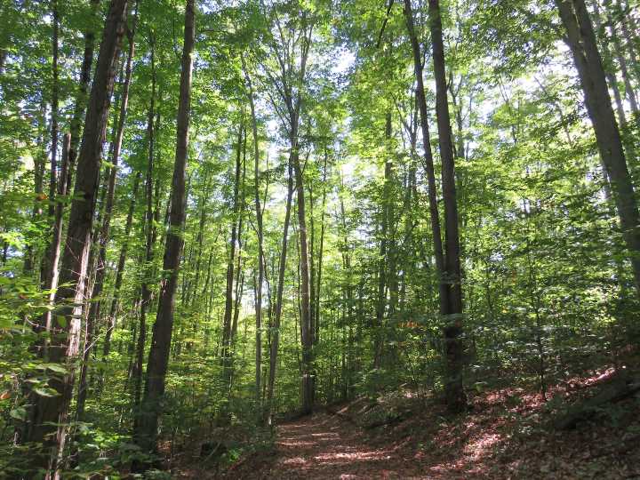 More changing colors coming for fall hikes at Michigan outdoor sculpture park