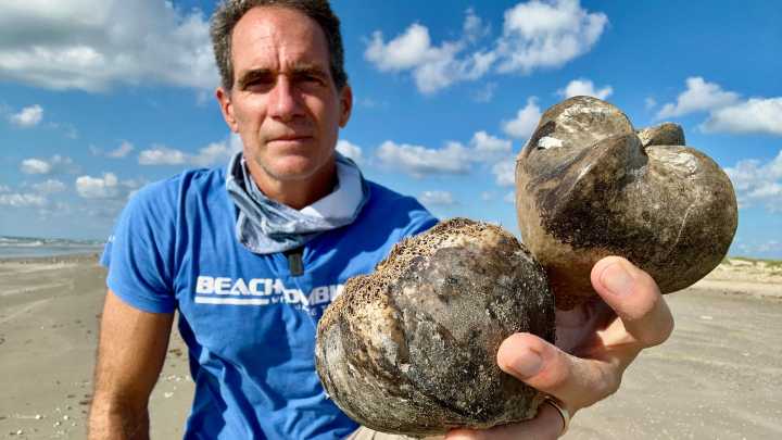 Poisonous fruit that resembles wooden cubes washing up on Texas beach