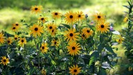Care For Black-Eyed Susans In The Fall For Bigger And Better Blooms Next Year