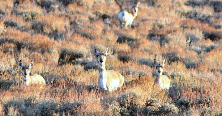 Home on the range ‘east of Farson’