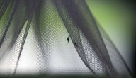 Islandia detecta por primera vez mosquitos en su territorio
