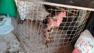 Detienen a catorce personas durante una riña de gallos: usaban una pileta de lona como cuadrilatero