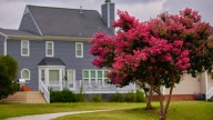 Clear Signs You May Be Overwatering Your Crepe Myrtle Tree