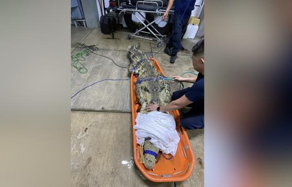 Reubican Bomberos Estatales a cocodrilo en Compostela