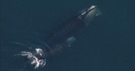 Latest right whale population estimate is "positive news" for critically endangered species, researchers say