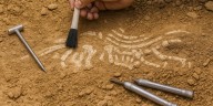 Un estudio de fósiles muestra cómo sobrevivieron algunas especies ante cambios climáticos extremos