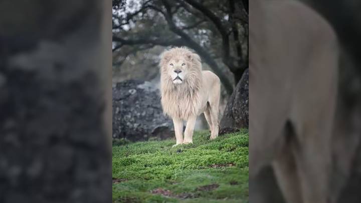 Rescued white lion that spent years in entertainment dies