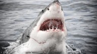 Desde Florida hasta California: estas son las playas de EEUU donde se registran más ataque de tiburones