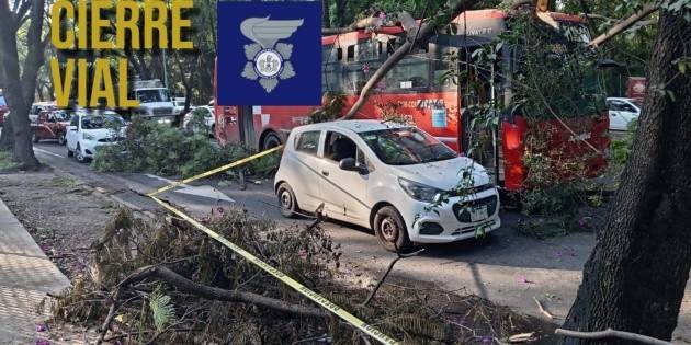 Árbol cae sobre coche y camión de transporte público en Guadalajara