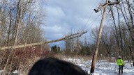 How RG&E, UR will target ash borer-infested trees to keep your lights on