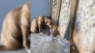 Texas Pittie Found In Trash Pit With Broken Pelvis Finally Gets Her Happy Ending