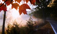 Leaf-peeping season hampered by drought: Fall foliage dropping sooner, showing less color