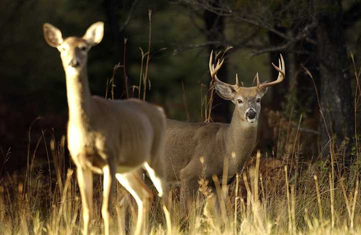 Minnesota youth, early antlerless-only deer seasons return Oct. 16