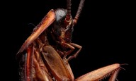 Por qué pisar una cucaracha puede ser peligroso para la salud