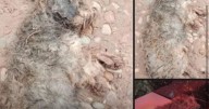 Crueldad animal en Embarcación: rescatan a perrita preñada y en un terrible estado