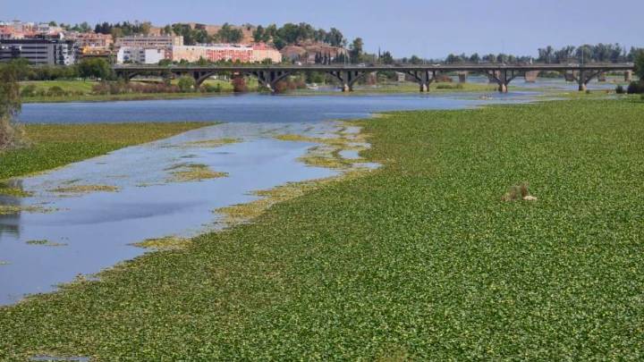 El Comité de Seguimiento de las obras contra el nenúfar se reunirá el martes en Badajoz