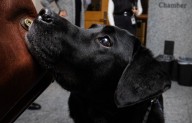 A dog, who held a unique job in King County Court, retires