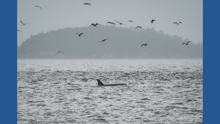 Scientists hope underwater fiber-optic cables can help save endangered orcas