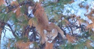 What happens when you come upon a feasting mountain lion? A Wyoming study tells the story.