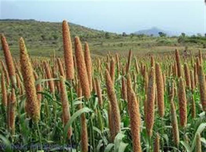 Irregularities in millet procurement process; officials of Kanina and Kosli mandi suspended