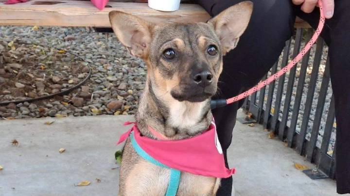 Centro Veterinario Oncológico de Sonora alerta sobre cáncer de mama en mascotas