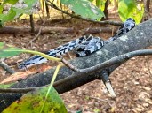 Una visitante inesperada: la serpiente ratonera oriental