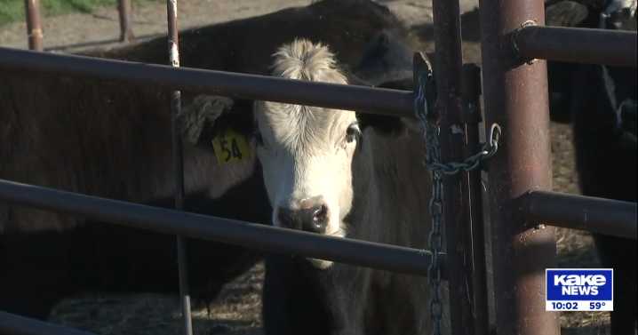 Kansas ranchers react to Trump’s comments about buying Argentinian beef
