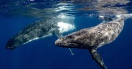 Republicans try to weaken 50-year-old law protecting whales, seals and polar bears