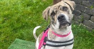 Urgent appeal to rehome 'special' dog who 'isn't coping well in kennels'