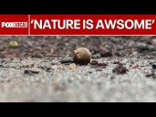 What's with all the acorns? Explaining the tree mast