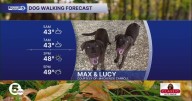 Windy, cold and rainy for today's dog walking forecast