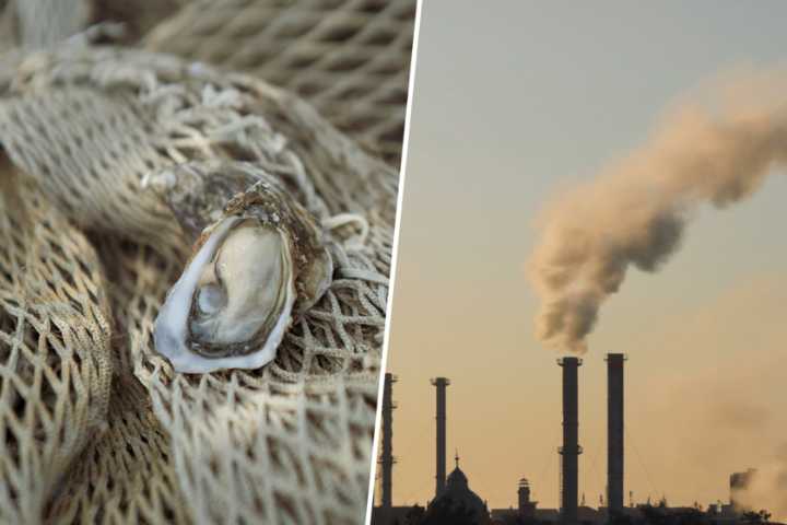 De "pijada gastronómica" a "estrategia climática": así están usando las ostras para frenar el calentamiento global