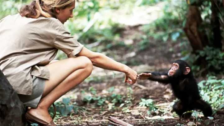 Muere Jane Goodall: la icónica foto con el pequeño Flint que desafió las reglas científicas de su época